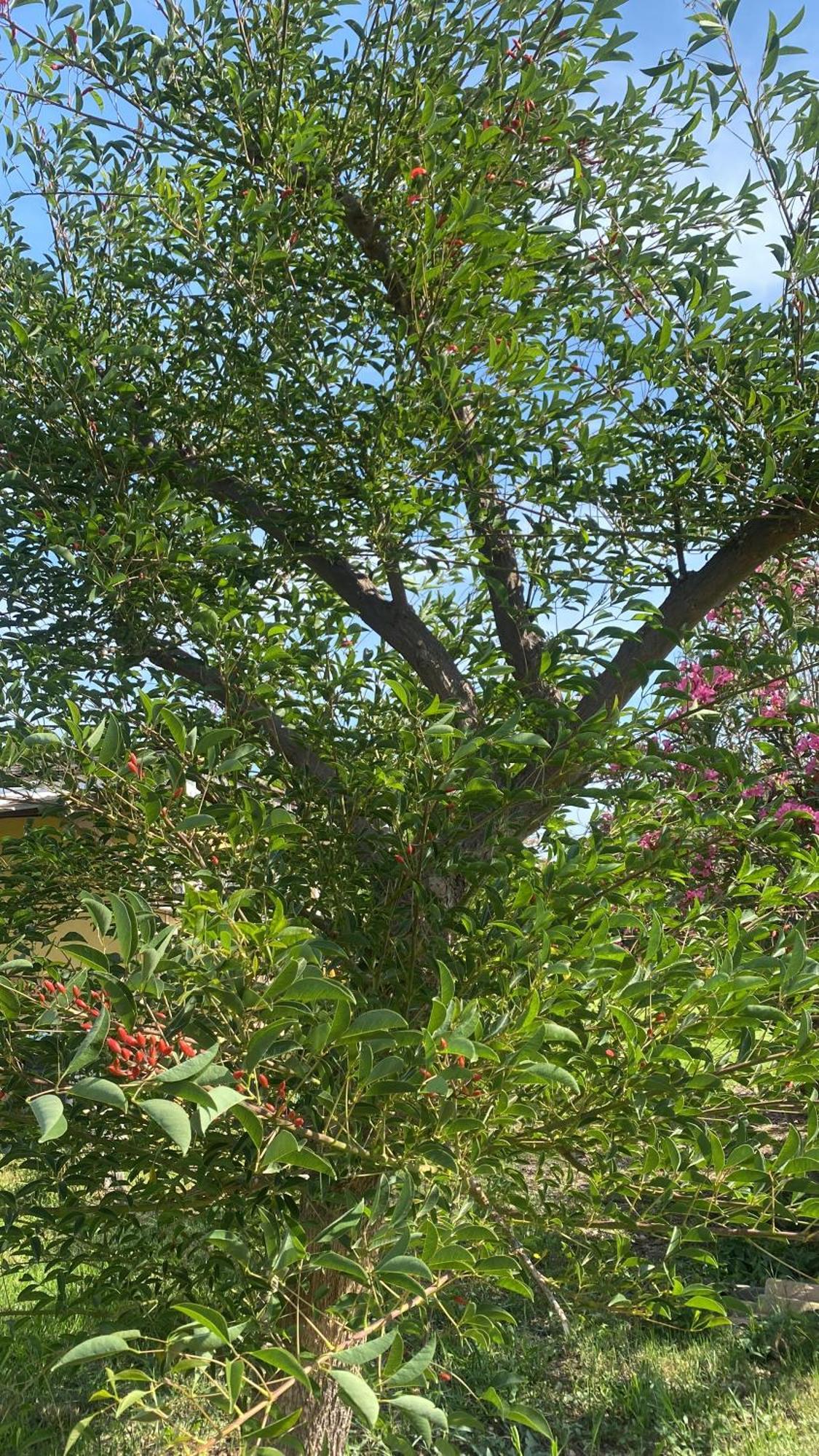 Agrib&B Lemontree Garde'N Syracuse Exteriér fotografie